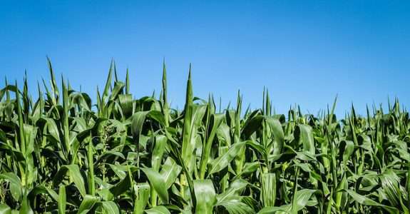 Edital Ecoforte aberto para agroecologia