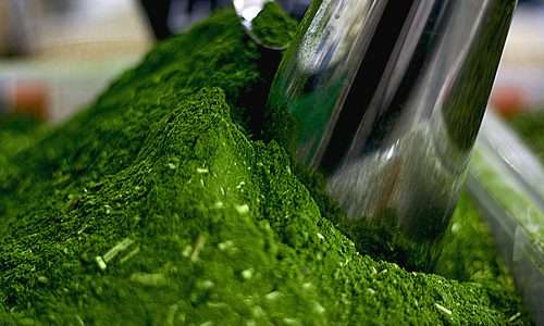 Cooperativa paranaense exporta chá-mate orgânico