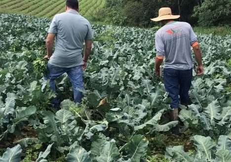 Paraná alavanca produção orgânica