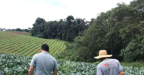 Paraná alavanca produção orgânica
