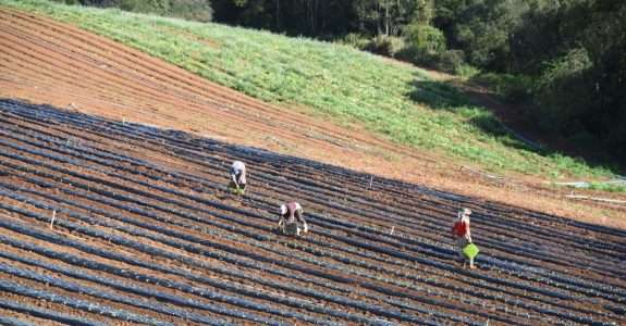 Sustentabilidade e respeito regem a produção pecuária pantaneira