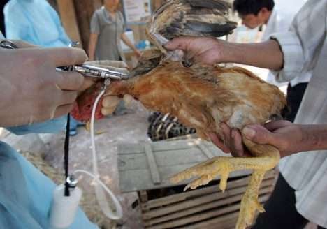 Uso excessivo de antibióticos na agropecuária ameaça saúde e segurança alimentar, alerta FAO