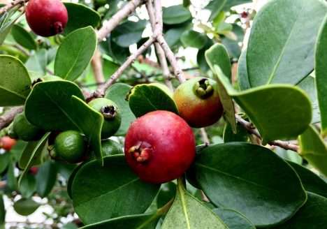 Pesquisadores tentam salvar da extinção ‘superfrutas’ da Mata Atlântica