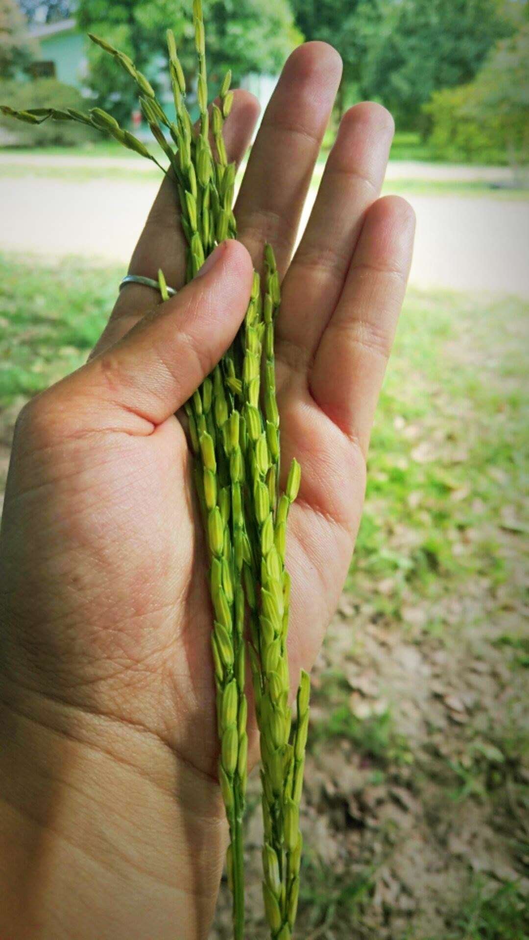 Arroz organico mst 2
