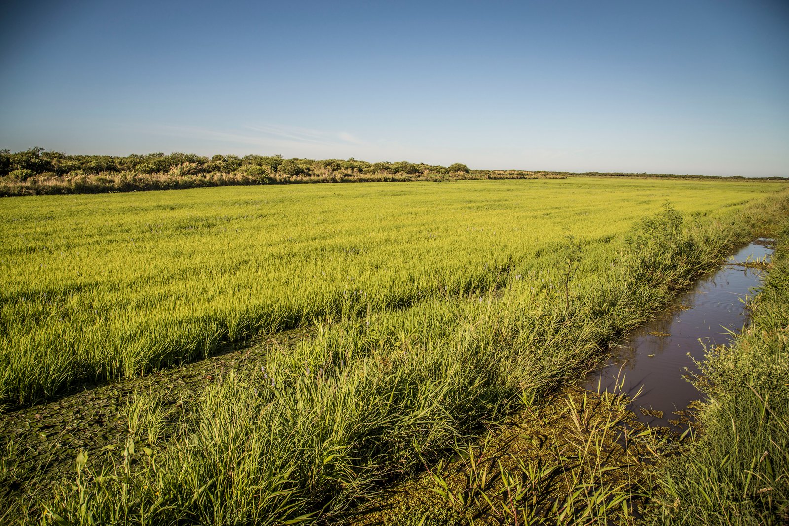 Arroz organico mst