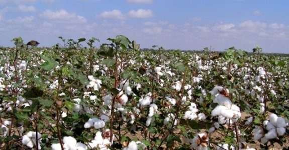 Algodão orgânico causa menos danos ao meio ambiente