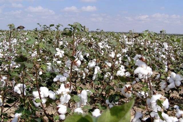 BIO E ORGANICOS