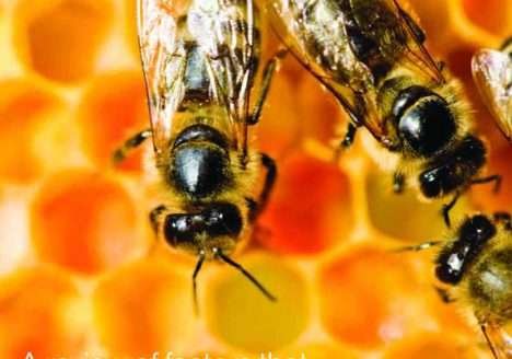 Agrotóxicos colocam abelhas em risco Agrotóxicos colocam abelhas em risco