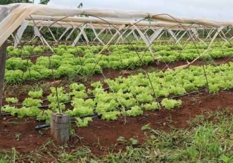 Alternativa barata resulta em qualidade na produção de verduras para pequeno agricultor Alternativa barata resulta em qualidade na produção de verduras para pequeno agricultor