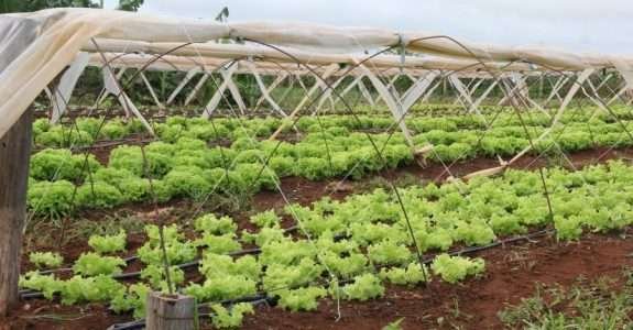 Alternativa barata resulta em qualidade na produção de verduras para pequeno agricultor
