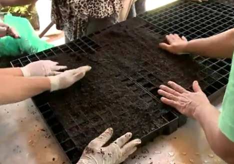 SENAR capacita agricultores para o cultivo de orgânicos SENAR capacita agricultores para o cultivo de orgânicos
