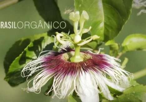 Documentário Brasil Orgânico Documentário Brasil Orgânico