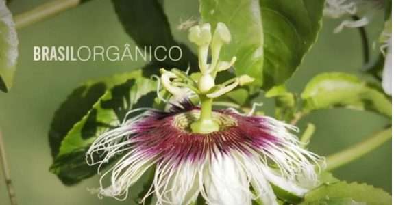 Documentário Brasil Orgânico