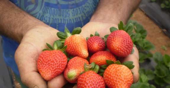 Banco Mundial apoia transição de agricultura convencional para a orgânica no Rio de Janeiro