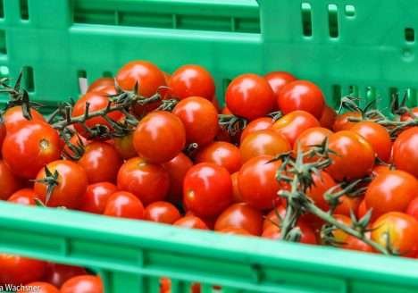 Futuro da produção orgânica é visto com otimismo no Brasil Futuro da produção orgânica é visto com otimismo no Brasil