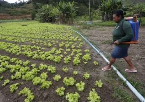 Brasil lidera o ranking de consumo de agrotóxicos Brasil lidera o ranking de consumo de agrotóxicos