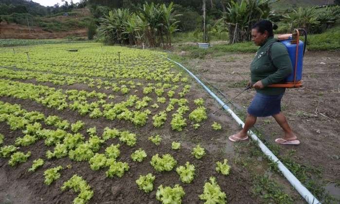 Maria de Fátima Silva usa agrotóxicos desde criança sem proteção, e reclama de dores nas costas e no coração - Custódio Coimbra / Agência O Globo