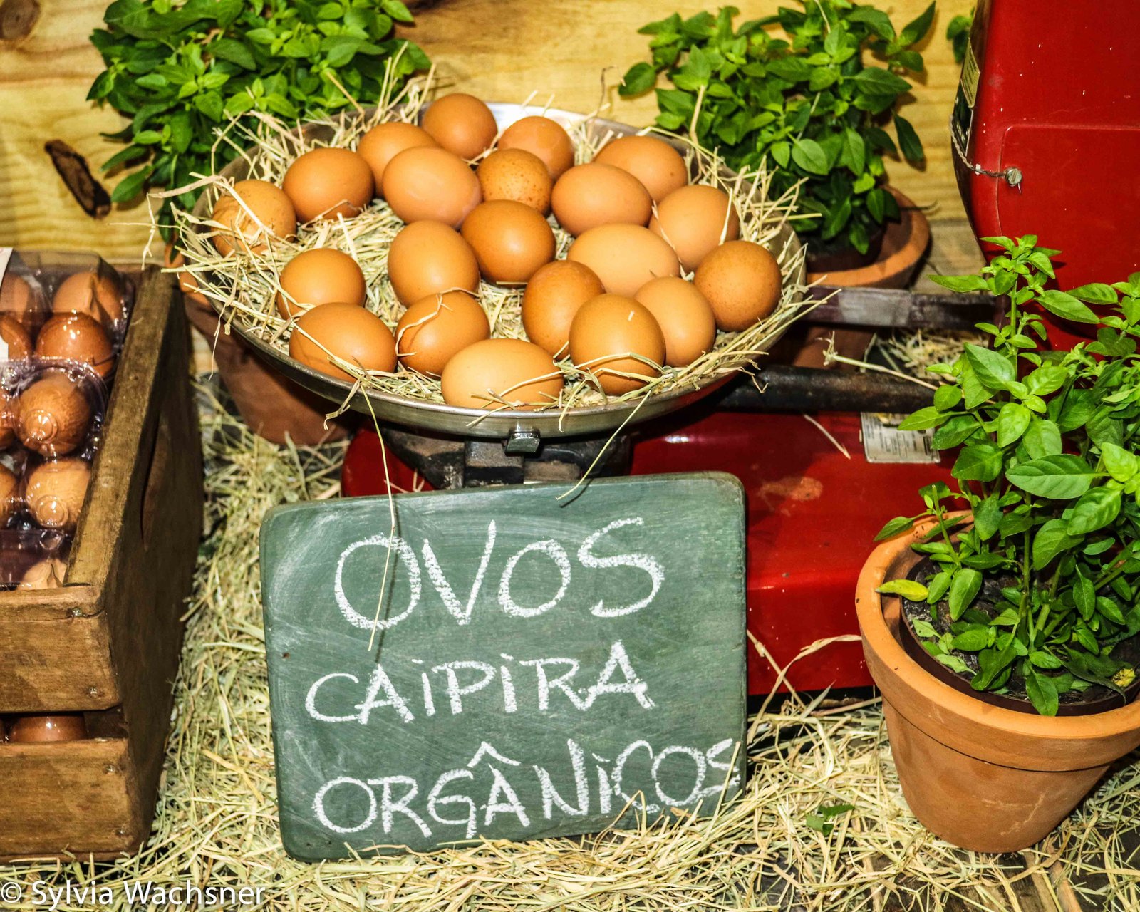 foto: OrganicsNet