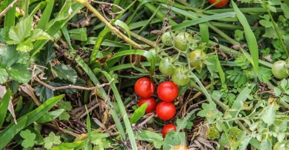 Agricultor aumenta a renda em 80% com cultura orgânica