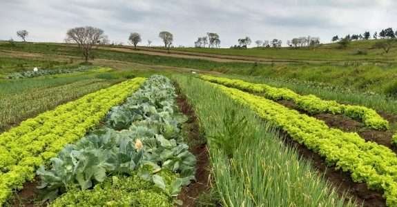 Itesp apoia a produção de alimentos orgânicos na comunidade quilombola Cafundó