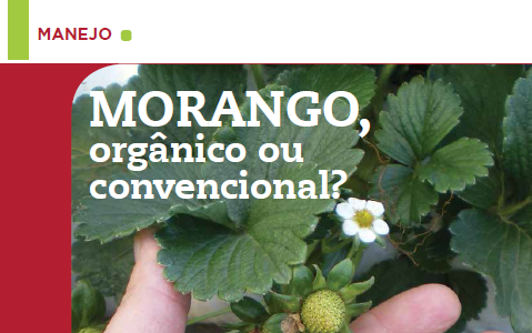 Manejo: Morango, orgânico ou convencional?