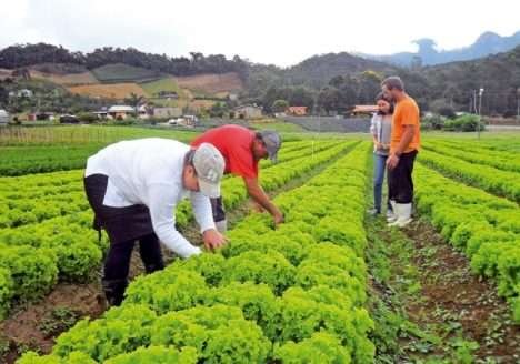 Saiba onde encontrar alimentos orgânicos em Goiânia