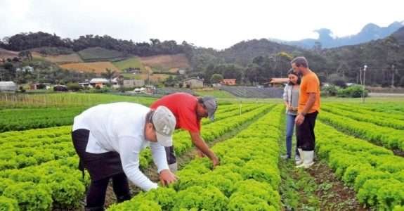 Saiba onde encontrar alimentos orgânicos em Goiânia