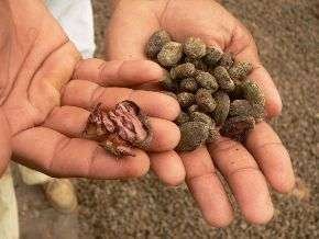 Peru: importante exportador de café e cacau orgânico