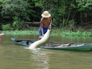 Pirarucu-principais-RDS-Mamiraua-Pesca_ACRIMA20110722_0034_15
