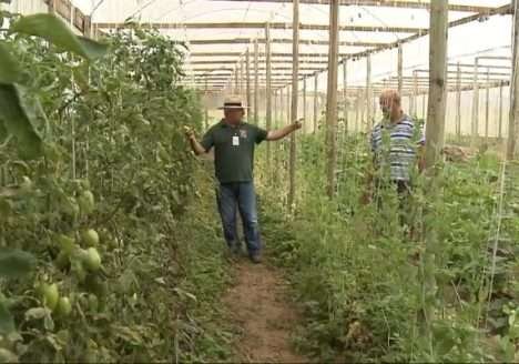 Propriedade orgânica é modelo de agricultura limpa e rentável Propriedade orgânica é modelo de agricultura limpa e rentável