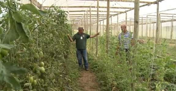 Propriedade orgânica é modelo de agricultura limpa e rentável