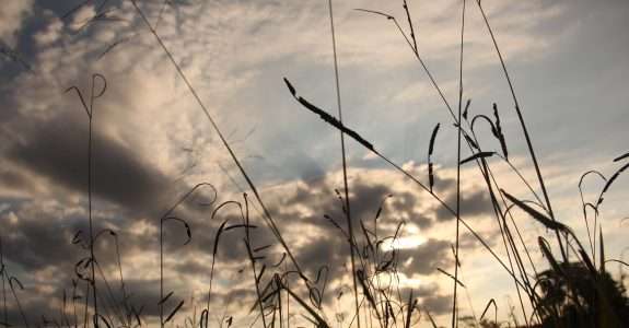 Fórum Internacional de Grãos Orgânicos debate o cenário global do setor