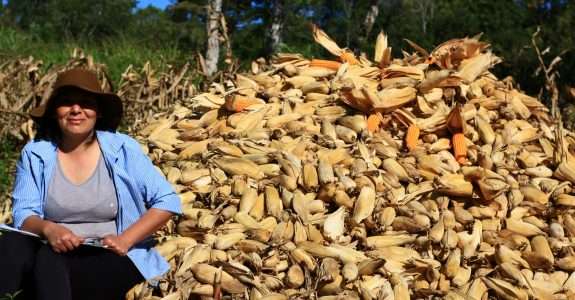 EUA: cresce oferta de milho orgânico