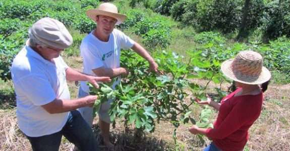 Itu sediará encontro sobre agricultura orgânica