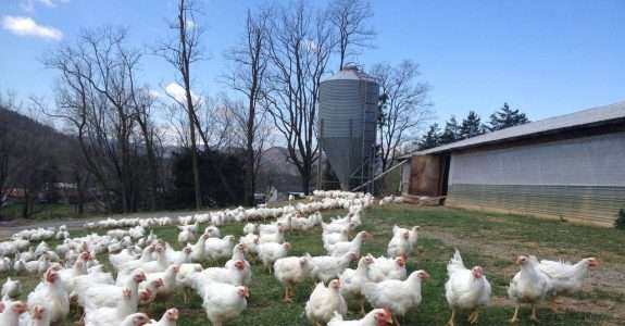 Marca de frangos orgânicos foca nos Millennials