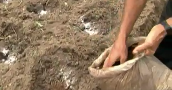 Adubo Verde: Distância dos agrotóxicos e qualidade nos alimentos