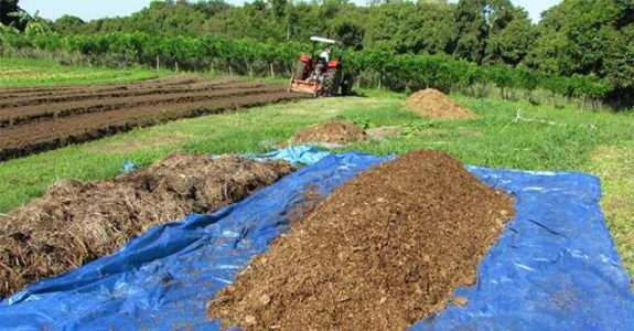 Pesquisa testa fruticultura orgânica em larga escala