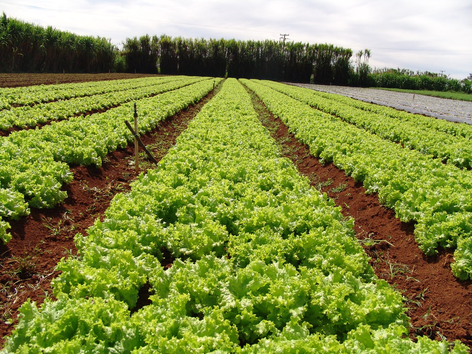 Alface orgânica: Foto: Cenário Agrícola
