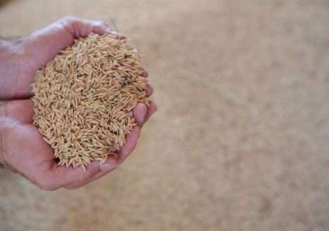 Cooperativa vende mais de 15.000 toneladas de arroz orgânico