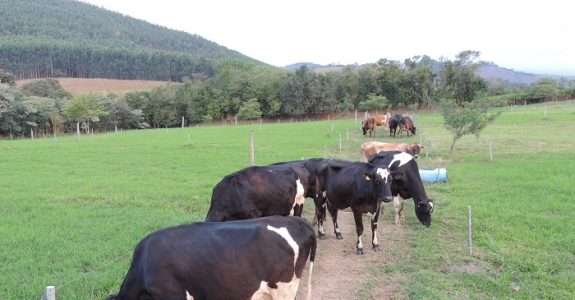 Pecuária orgânica é uma grande oportunidade pós-pandemia