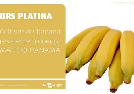 Banana Platina cultivar indicada para agricultura orgânica Banana Platina cultivar indicada para agricultura orgânica