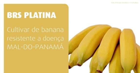 Banana Platina cultivar indicada para agricultura orgânica
