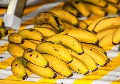 Estudo mapeia obstáculos à bananicultura sustentável no Vale do Ribeira Estudo mapeia obstáculos à bananicultura sustentável no Vale do Ribeira