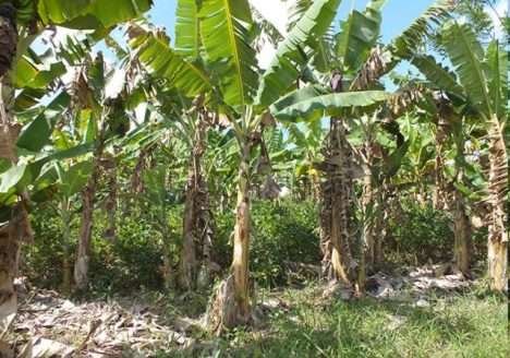 Bananeira orgânica é bom negócio para pequeno produtor Bananeira orgânica é bom negócio para pequeno produtor