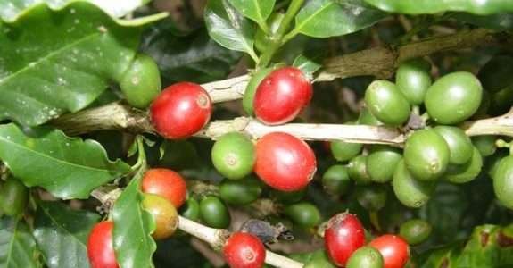 Peru é o segundo maior produtor e exportador mundial de café orgânico