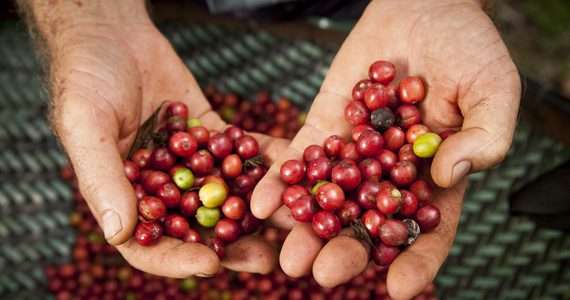 Edital seleciona pequenos produtores para fornecer merenda