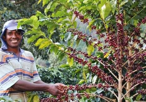 Pesquisador e agricultores transformam terra degradada em lavoura de café orgânico Pesquisador e agricultores transformam terra degradada em lavoura de café orgânico