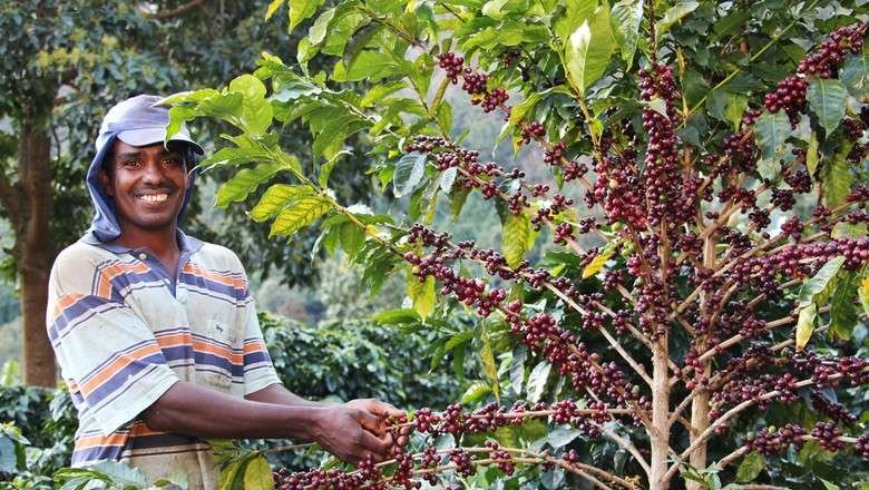 Jonas Lopes, o cafeicultor que agora até exporta grãos especiais para os Estados Unidos (Foto: Erasmo Reis / Epamig)