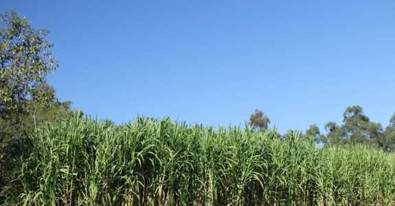 Transição agroecológica traz benefícios econômicos para agricultores