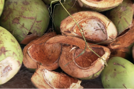 Sobra da casca de coco pode servir para a produção de adubo Sobra da casca de coco pode servir para a produção de adubo